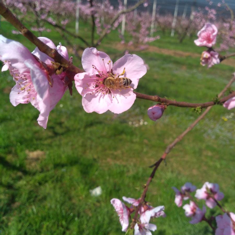 Agriturismo Fior Di Maggio 佩斯坎蒂那 外观 照片