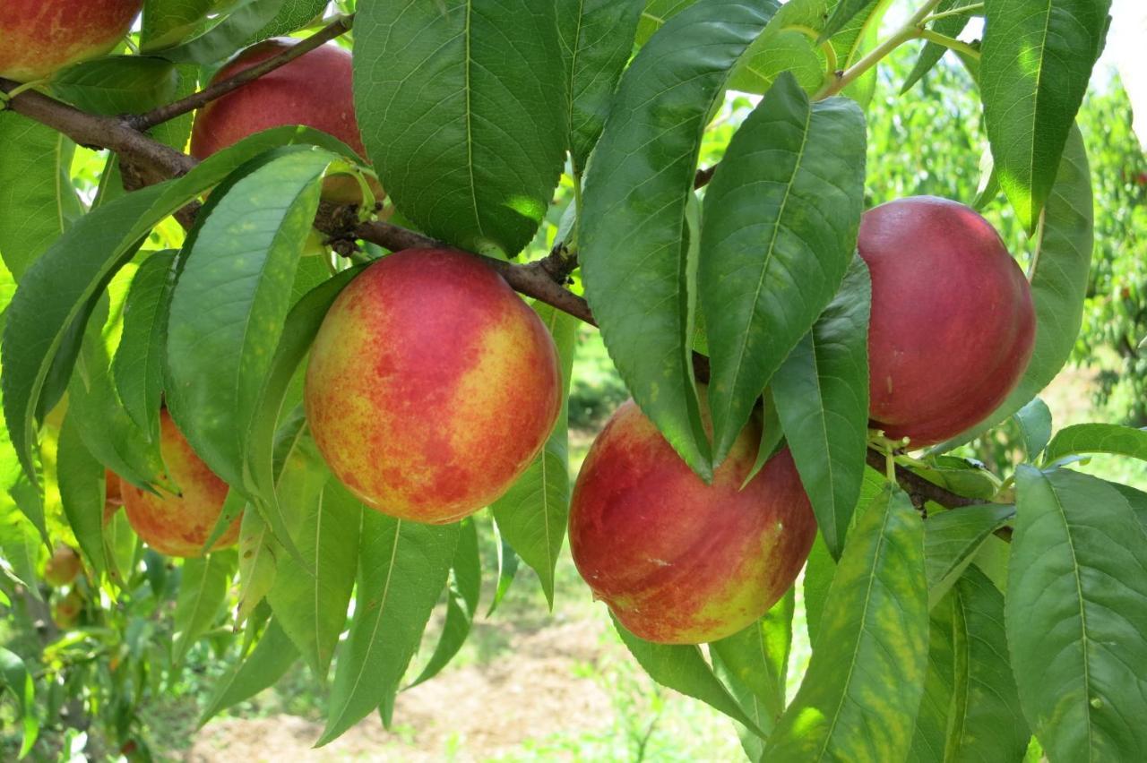 Agriturismo Fior Di Maggio 佩斯坎蒂那 外观 照片